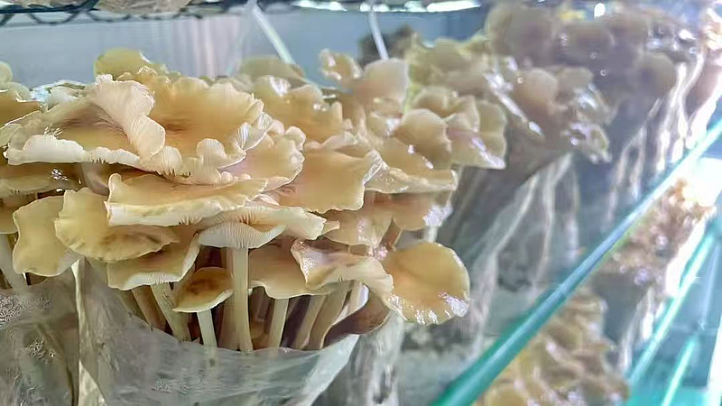 棚掌柜 打造會思考的‘農場’，以軟件開發賦能現代農業新發展